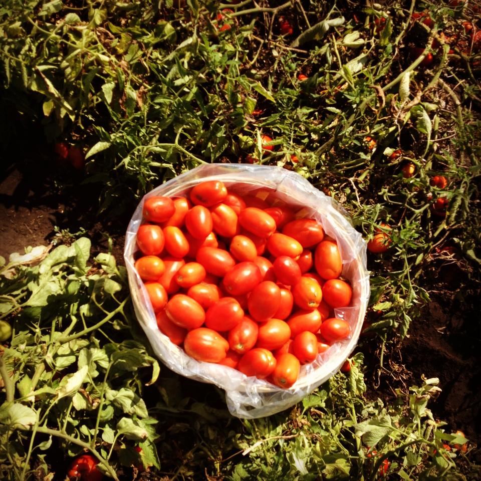 A white bucket of ripe red plum tomatoes sitting among tomato plants in the field