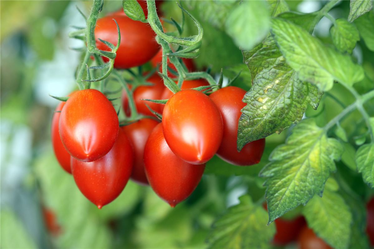 Tomatoes ripening on the vine